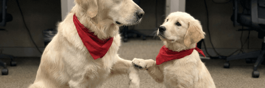 Koa the golden retriever giving a paw to the puppy he referred