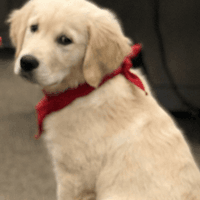 new hire, golden retriever puppy in a red bandana