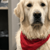 Koa, golden retriever, People Ops